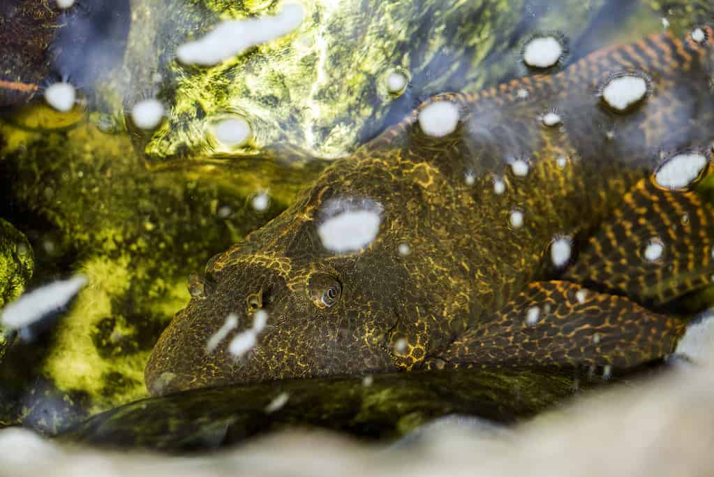 Hypostomus armored catfish