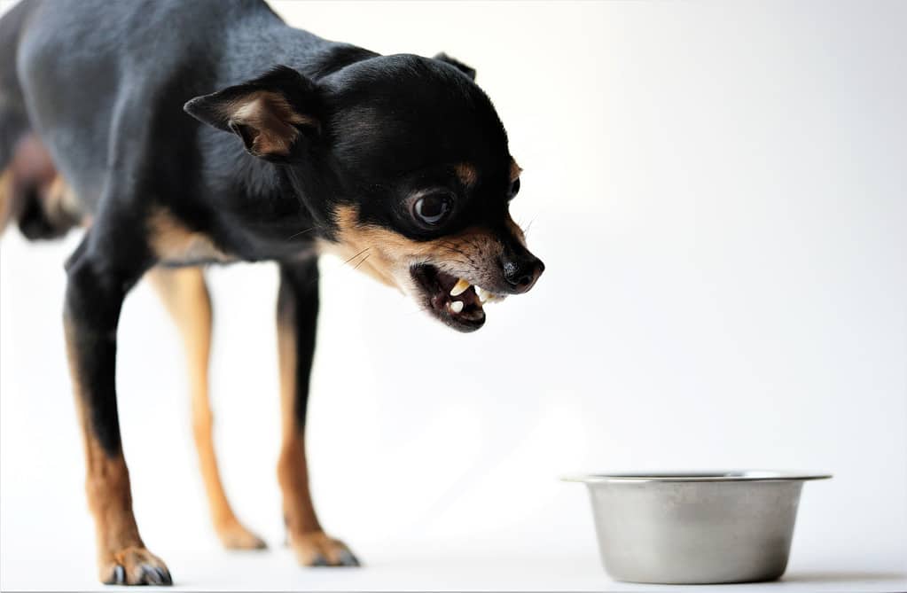 Angry litlle black dog of toy terrier breed protects his food in a metal bowl on a white background.Close-up.