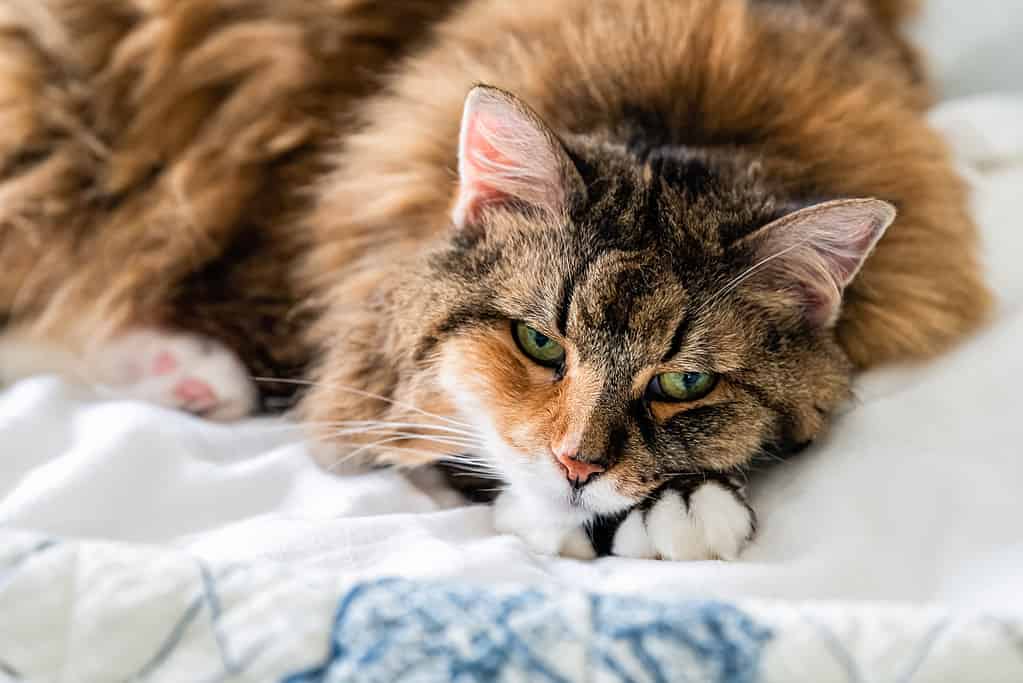 Closeup portrait face of one sad sleepy calico maine coon cat face lying on bed in bedroom room looking down bored with depression