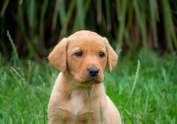 Red Fox Lab: Breed Temperament, Rarity and More! - A-Z Animals