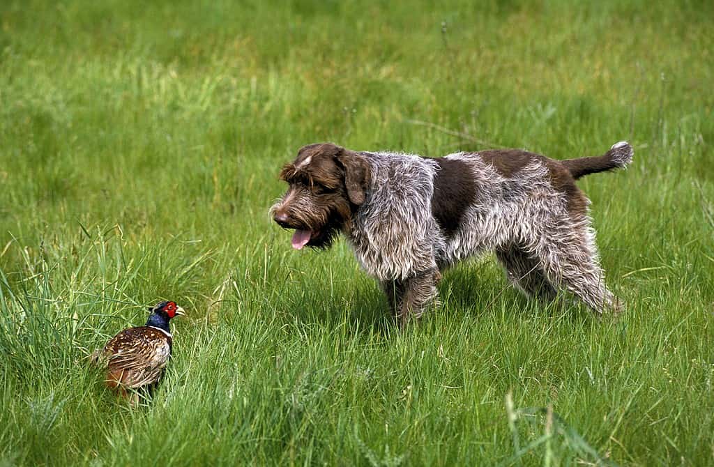 Korthal Dog or Wire-Haired Griffon Dog hunting Common Pheasant