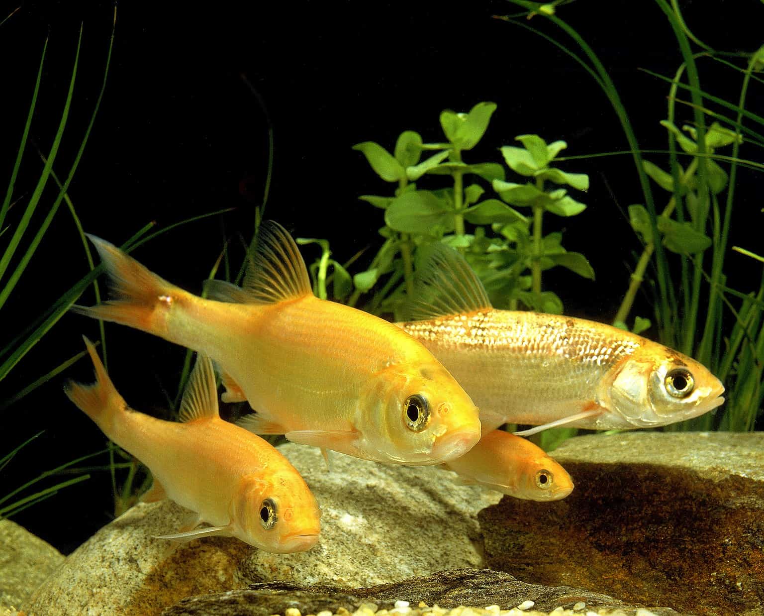 The 10 Best Pond Fish that Eat Mosquito Larvae and Keep Your Yard Pest ...