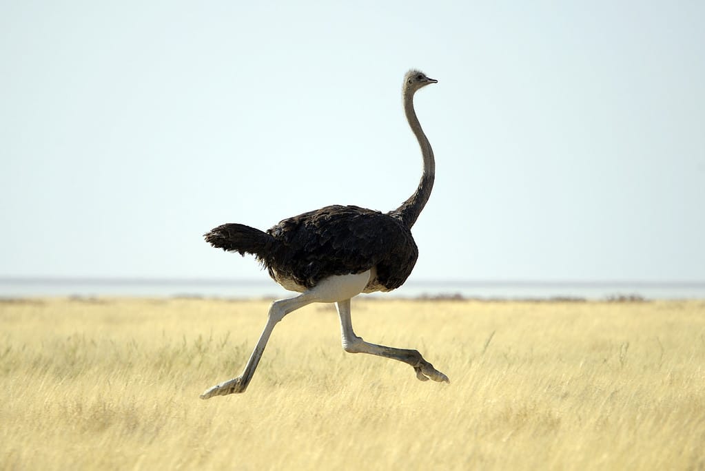 How Fast Can An Ostrich Run Discover Its Top Speed And Where It Ranks How Fast Can An Ostrich Run Discover Its Top Speed And Where It Ranks