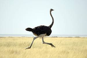 Discover the Top 10 Fastest Land Animals in the World Picture