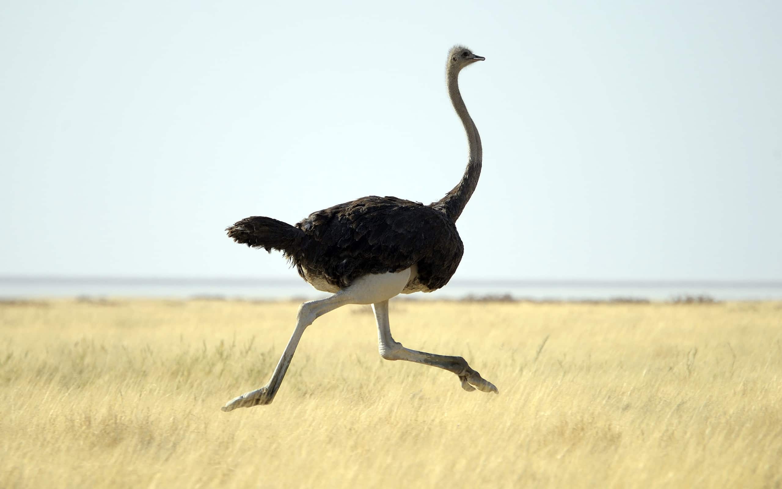 Ostrich running through tall grass on a clear day