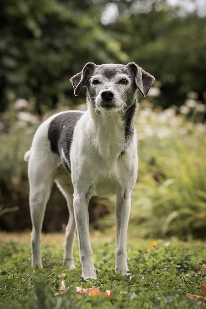 Elderly rat terrier dog in backyard