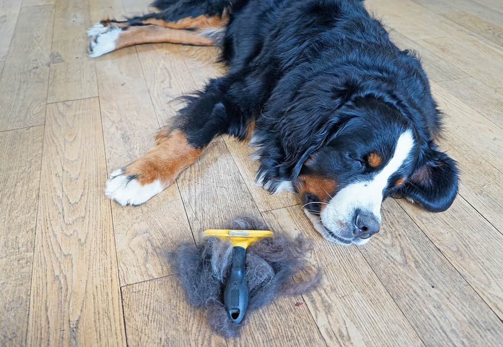 Bernese Mountain Dog lying on the floor, pile of hair and a brush next to him.