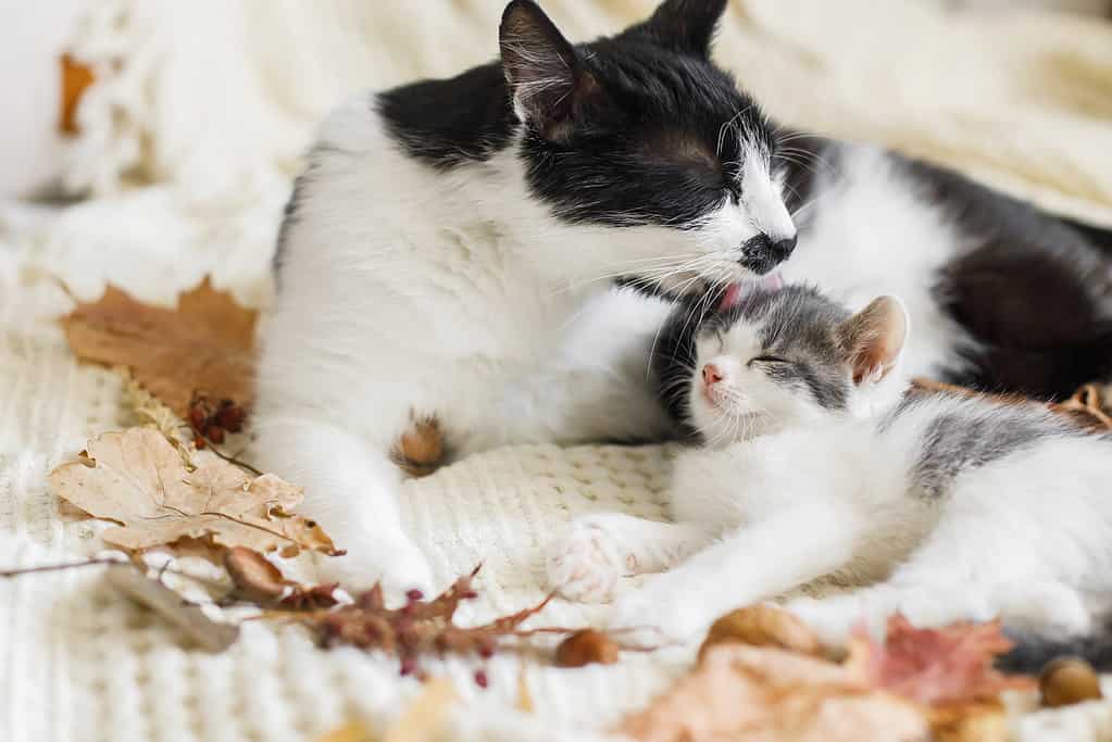 Mother cat cleaning her baby kitty 