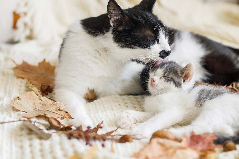 How to Litter Train Your Kitten Timeline and 5 Steps to Take for