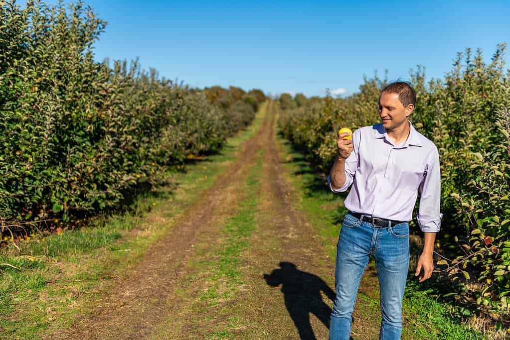 Apple orchard trees farm and happy man farmer holding yellow golden apples in background at garden autumn fall countryside in Virginia