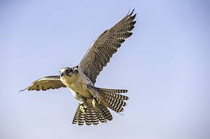 Watch This Protective Dog Come to the Rescue of a Chicken Being Attacked by a Falcon Picture