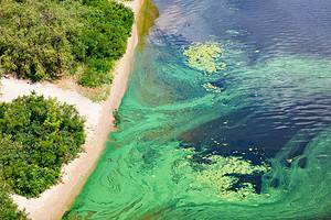 What is Green-Blue Algae? Is It Dangerous? Picture