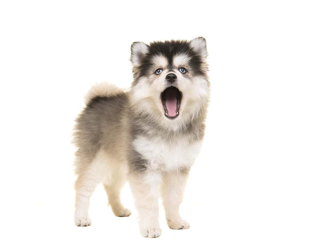 Cute standing mini husky pomsky puppy with open mouth as speaking or singing with blue eyes isolated on a white background