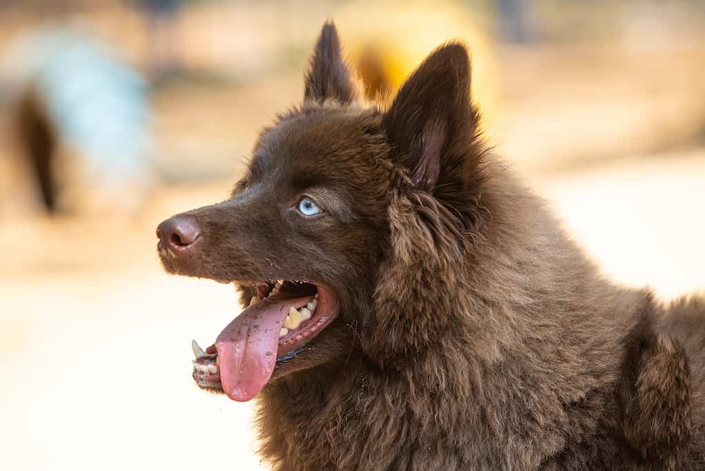 Portrait of a brown Pomsky with blue eyes playing outdoors