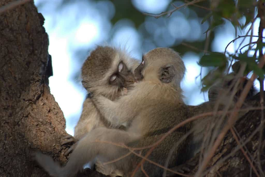 Kissing Monkeys