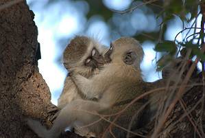 Why Do Monkeys Hug? Hugging Behavior Explained Picture