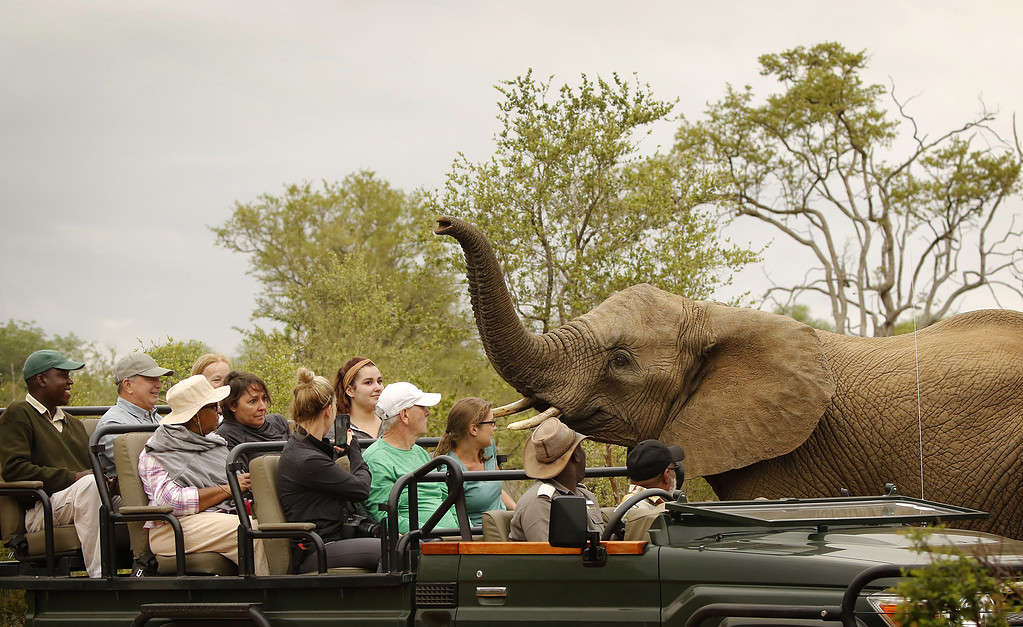 People Safari Africa Elephant wildlife nature savanna open vehicle close animal encounter tourist tourism travel woodland greater Kruger National Park