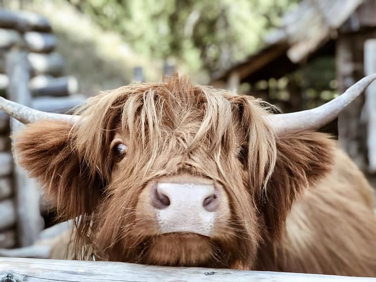Highland cattle close up