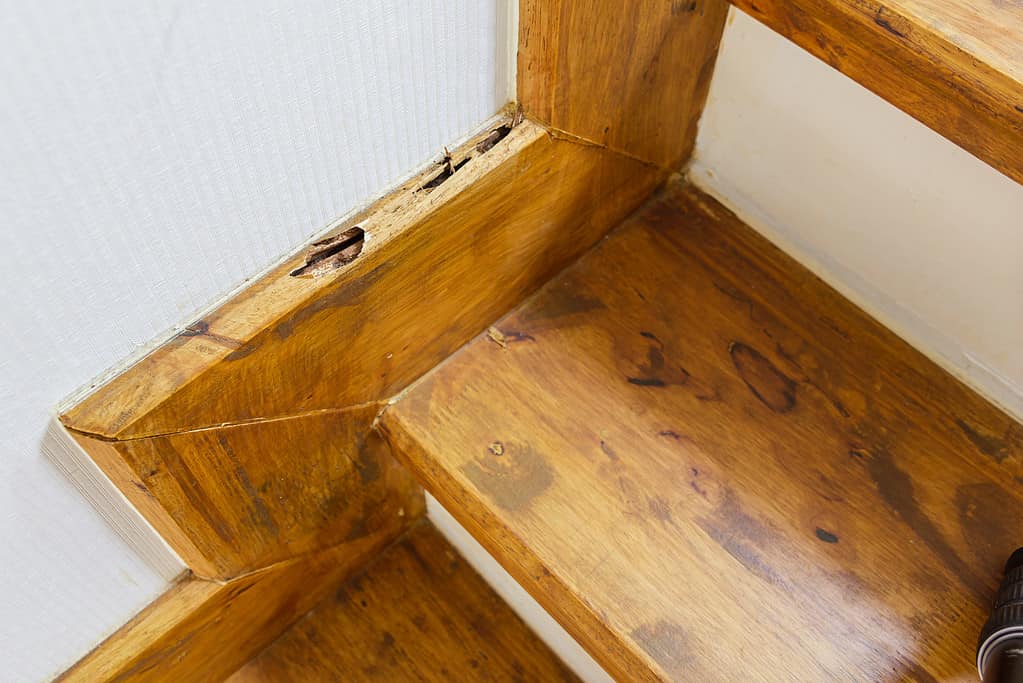 house Stairs was damaged by termite bites