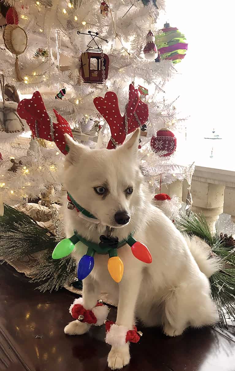 pomsky lifespan