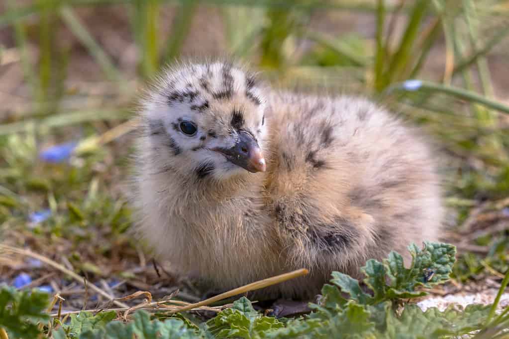 Seagull chicks are extra fluffy to keep them warm.