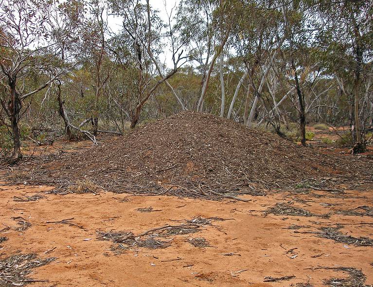 Malleefowl, Bake Ocellata