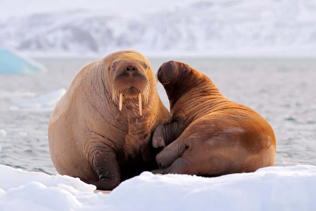 Walrus, Odobenus rosmarus, stick out from blue water on white ice with snow, Svalbard, Norway. Mother with cub. Young walrus with female. Winter Arctic landscape with big animal.