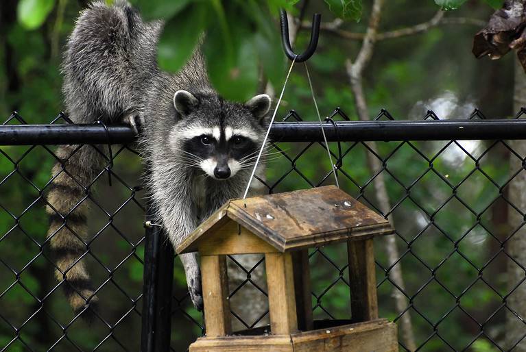 Raccoon Raid