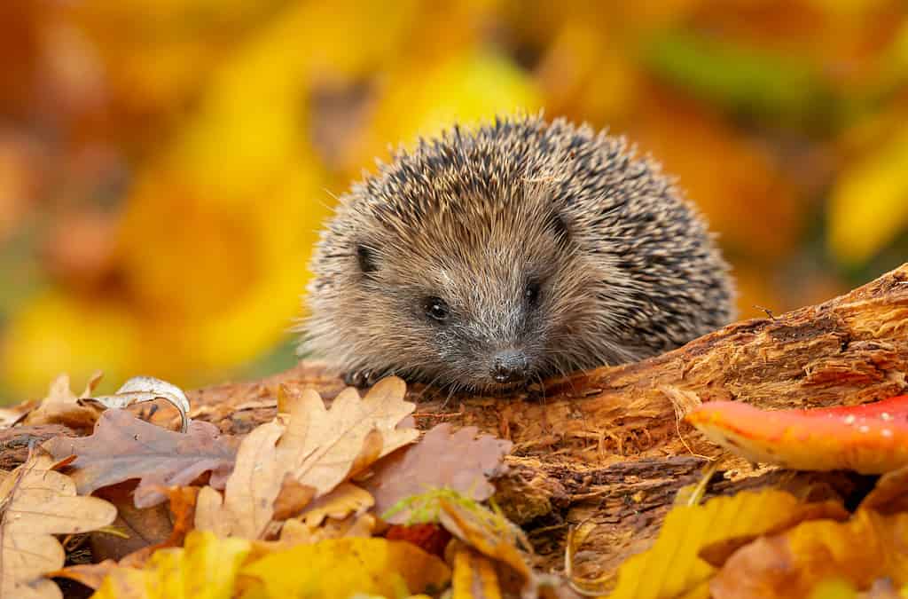 Wild, native hedgehog foraging on a fallen log in Autumn with colourful orange and yellow leaves