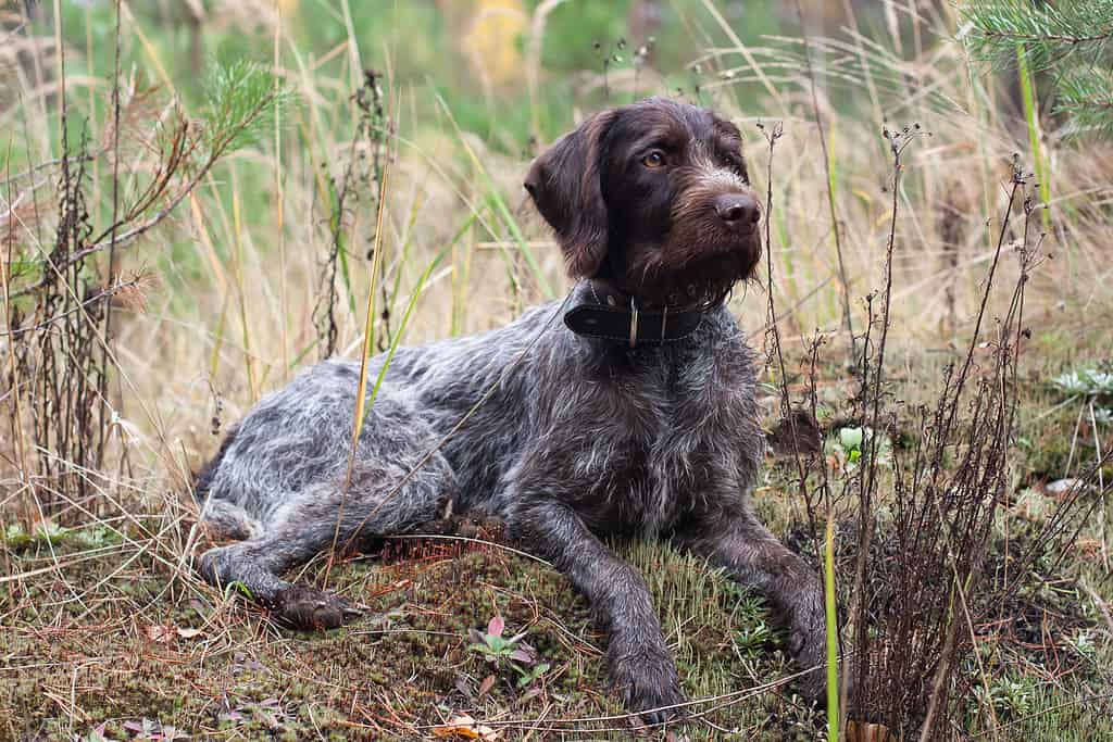 german wirehaired pointer lying in the grass
