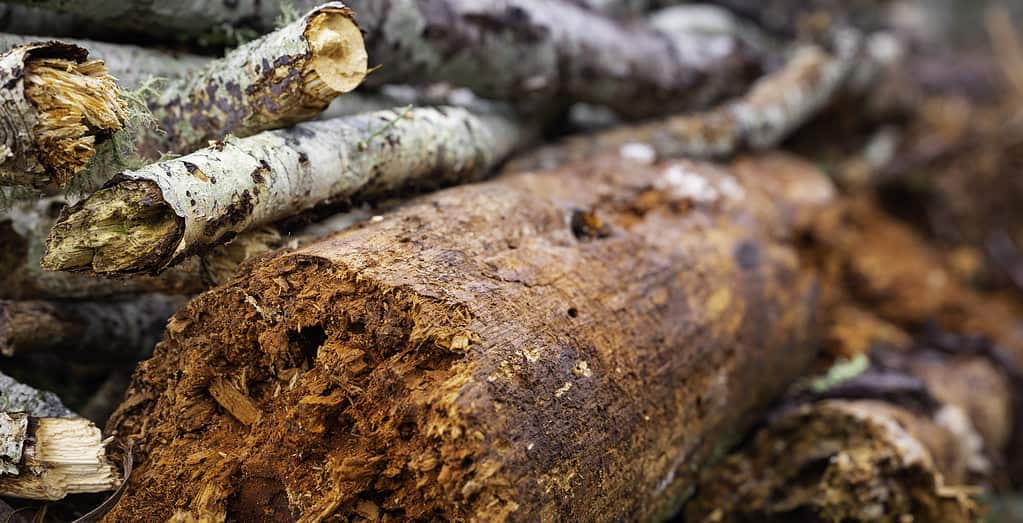 Close up photo of logs and branches in a Hugelkultur no-dig raised bed during the building process