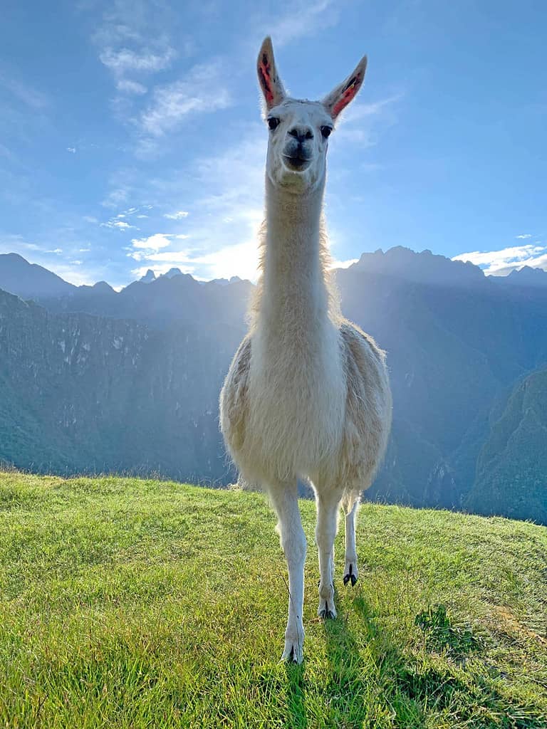 White llama on green grass lawn terrace Machu Picchu, Beautiful lama in Peru, Peruvian animal llama glama looking into lens, Portrait cute lama, Domesticated South American camelid in Andes mountains.