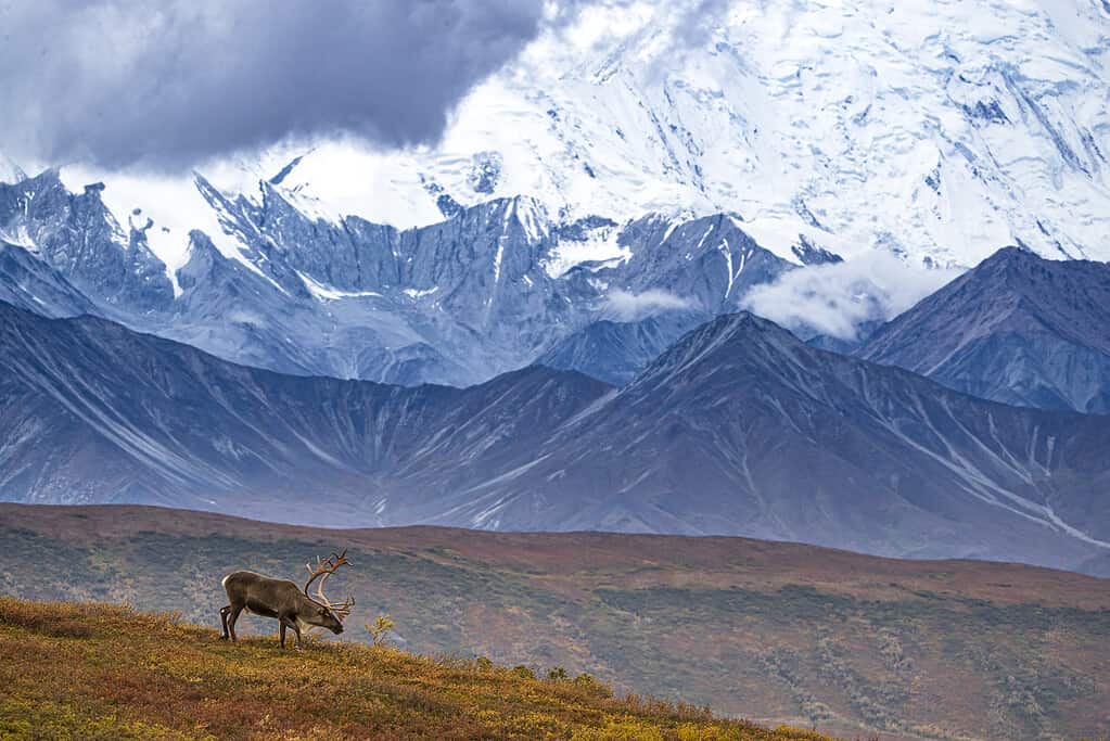 Caribou with Alaskan Range