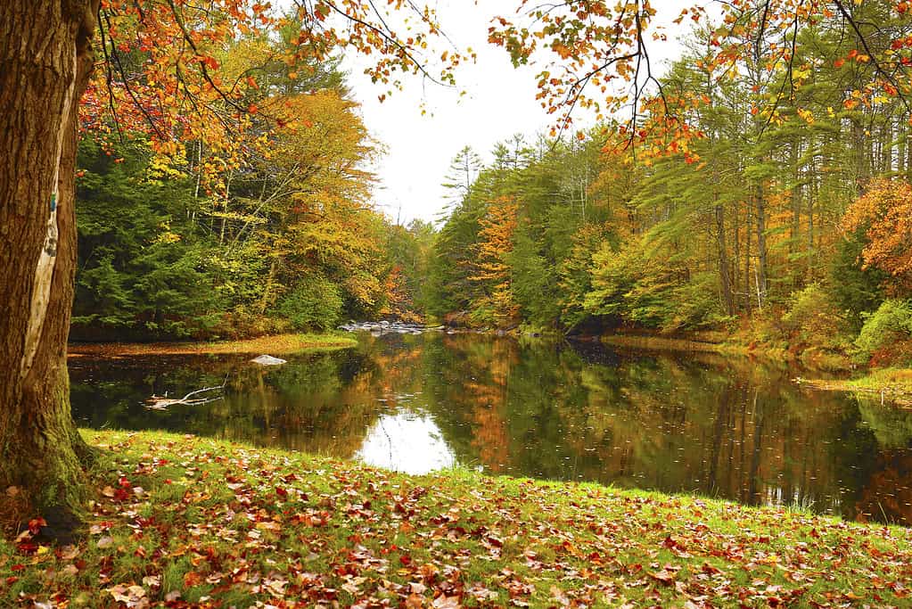 Sugar River reflecting fall foliage in Newport, New Hampshire.