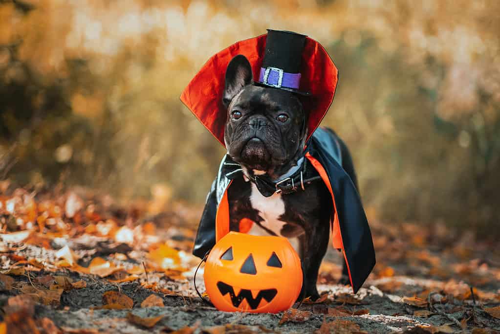 5 Cute Halloween Costumes for Pets - A-Z Animals