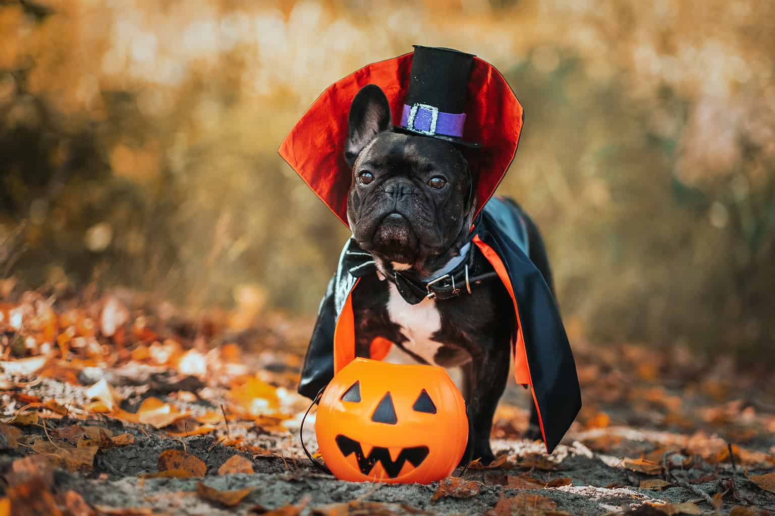 You Won t Believe How Much Americans Spend On Halloween Costumes For 