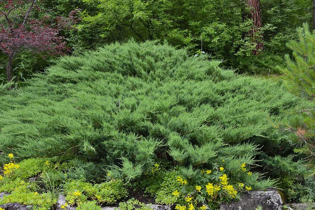 Green horisontal bush of Cossack juniper ( lat. Juniperus sabina) in rocky garden