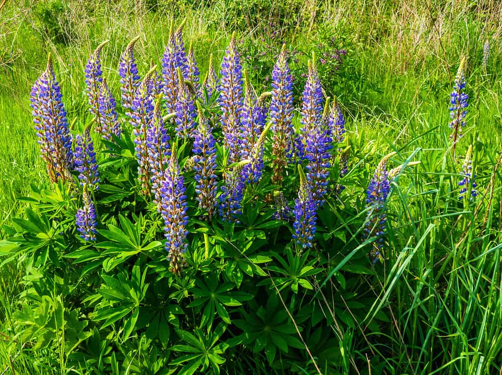 Close up of wild blue lupine flowers (Lupinus polyphyllus)