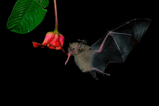 Pallas long-tongued bat (Glossophaga soricina)  South and Central American bat with a fast metabolism that feeds on nectar, flying bat in the night, feeding on the blossom.