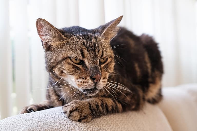 Tabby Cat