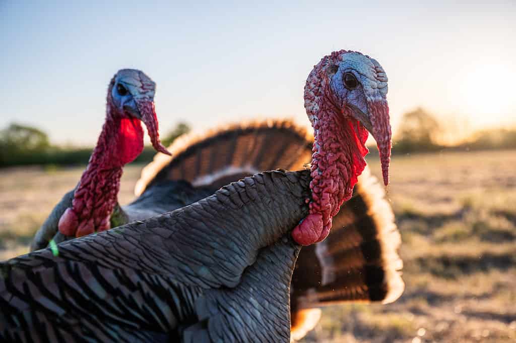 Wild Turkey, Springtime, Autumn, Texas, Animal
