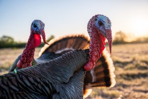 How Smart Are Turkeys? Everything We Know About Their Intelligence Picture