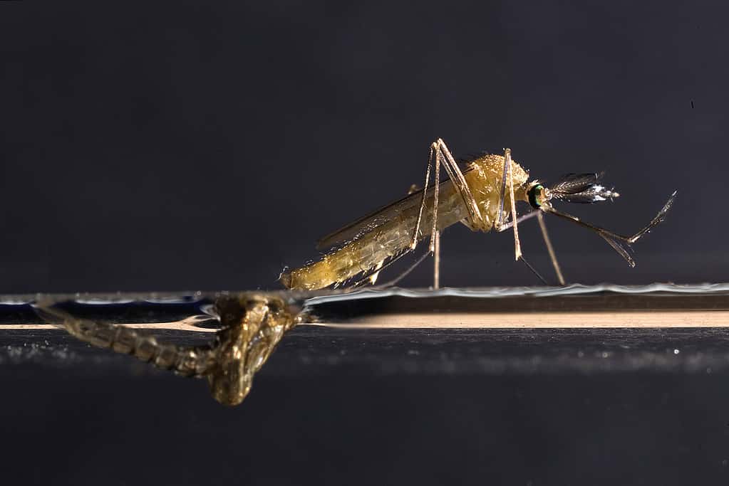 Mosquito emerging from pupa phase.