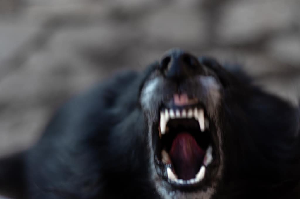 Cocaine Bear is an American Black Bear, Cruel, Devil, Fang, Large