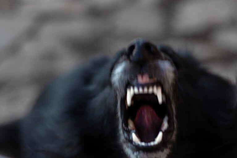 Cocaine Bear is an American Black Bear, Cruel, Devil, Fang, Large