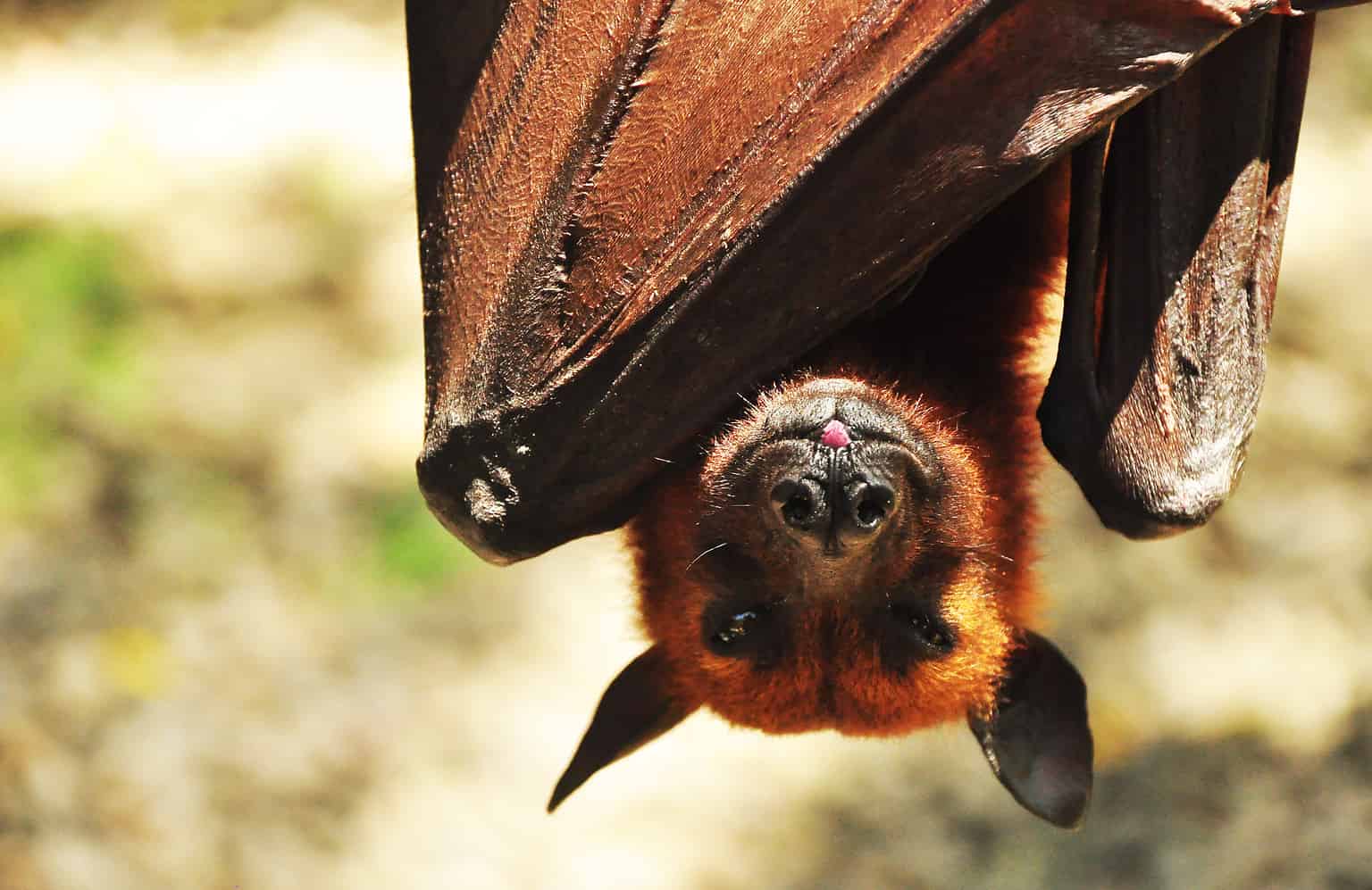 Human-Size Bat: Are These Viral Giant Bats Real? - A-Z Animals