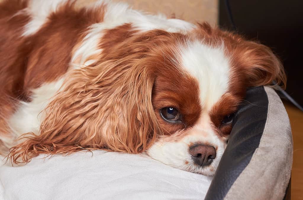 The little dog Cavalier King Charles Spaniel is lying on the floor. Beautiful Purebred Cavalier King Charles Cavalier Spaniel Dog