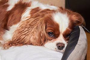 10 Reasons Your Dog Is Hiding or Sleeping Under Your Bed Picture