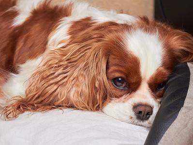 A 10 Reasons Your Dog Is Hiding or Sleeping Under Your Bed