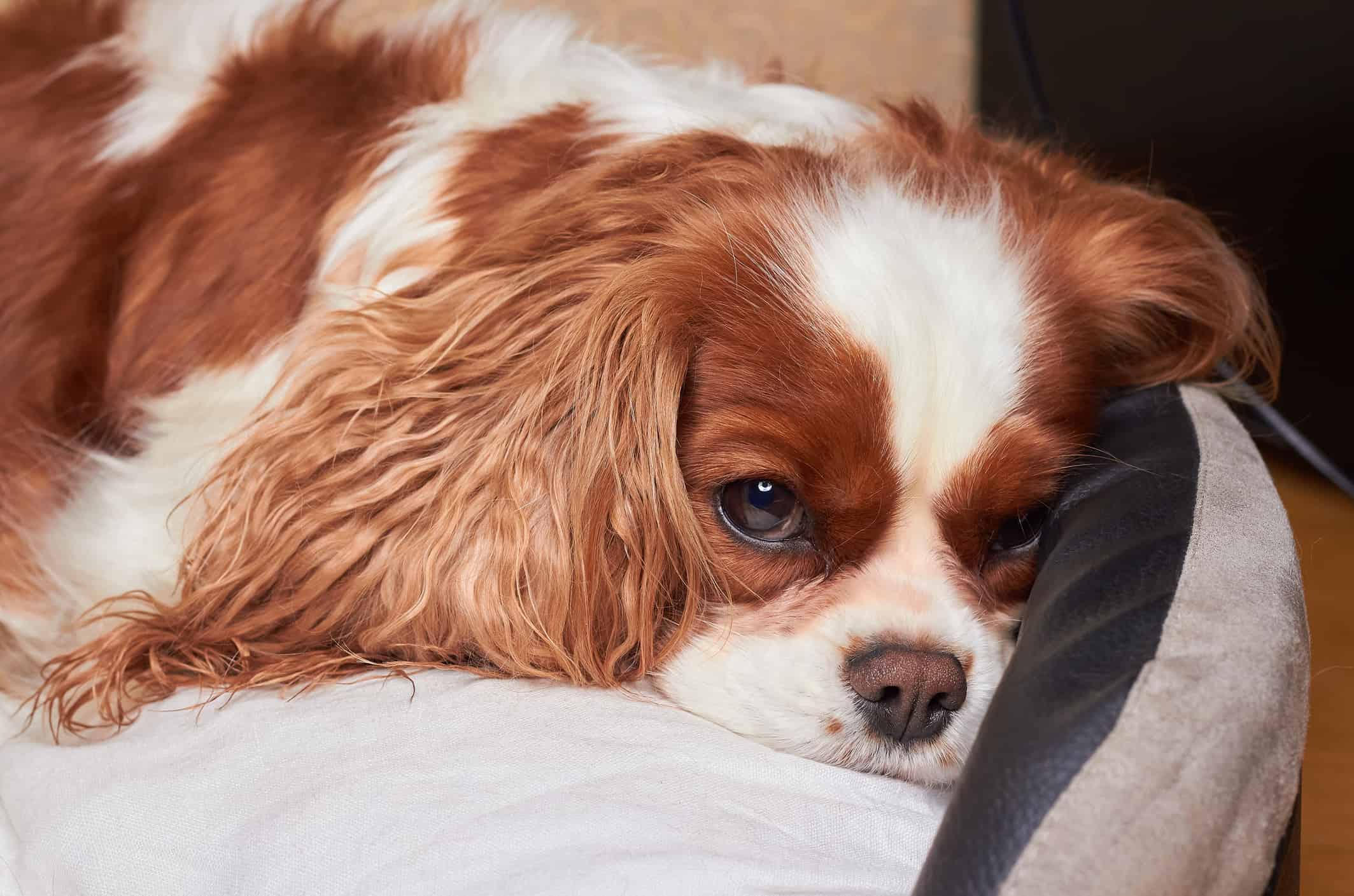 The little dog Cavalier King Charles Spaniel is lying on the floor. Beautiful Purebred Cavalier King Charles Cavalier Spaniel Dog